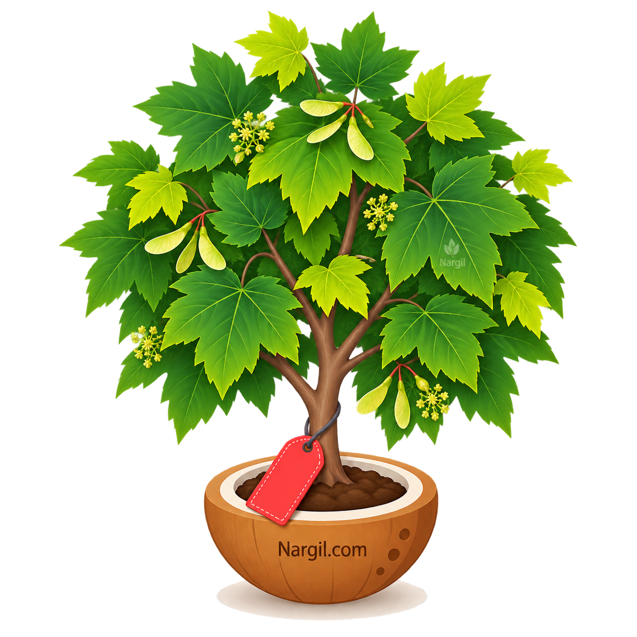 Nargil_Acer Pseudoplantanus